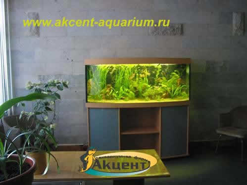 Акцент-аквариум,аквариум 400 литров с гнутым передним стеклом,с живыми растениями